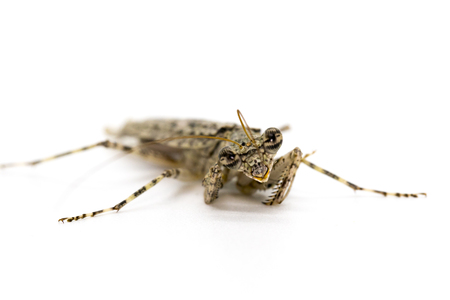 Image of Camouflaged bark mantis (Liturgusa sp.) on white background. Insect. Animal.の写真素材