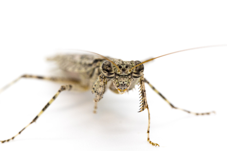 Image of Camouflaged bark mantis (Liturgusa sp.) on white background. Insect. Animal.の写真素材