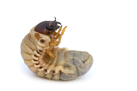 Image of grub worms, Coconut rhinoceros beetle (Oryctes rhinoceros), Larva on white background.