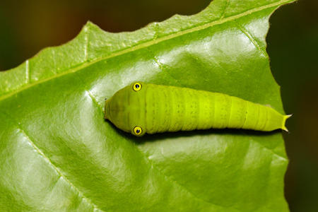 Image of Green Common Jay caterpillar (Graphium doson evemonides) on green leaf. Insect. Insect. Animal.の写真素材