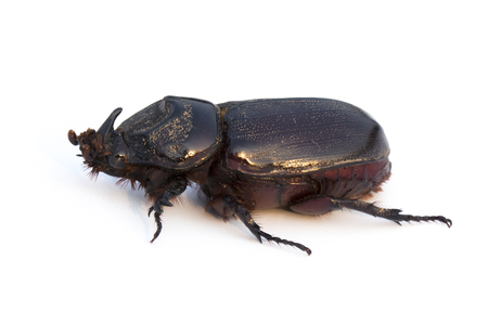 Image of Coconut rhinoceros beetle, Indian rhinoceros beetle, Asian rhinoceros beetle on white background. Insect.  Animal.
の写真素材