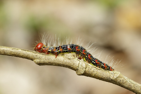 Image of a red-black caterpillar bug on brown branch. Insect. Animal.