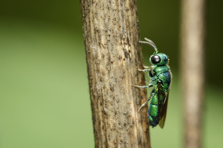 Image of a jà¹ewel wasp on brown branch. Insect. Animal.の写真素材