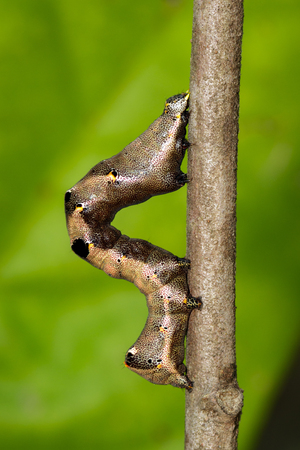 Image of brown caterpillar on a brown branch. Insect. Brown worm. Animal.の写真素材