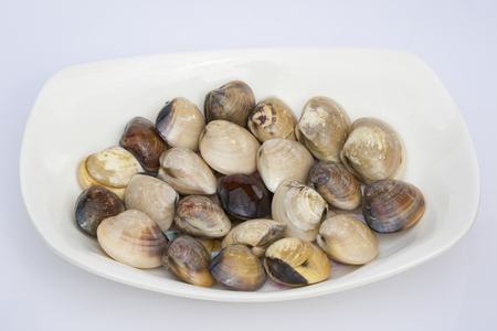 Image of Fresh enamel venus shell (Meretrix lyrata) in the dish isolated on white background,. Meretrix shell is a genus of edible saltwater clams,. Food.の写真素材
