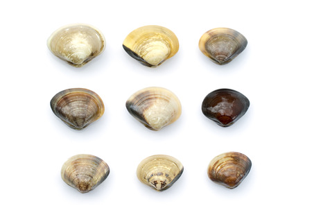 Image of Fresh enamel venus shell (Meretrix lyrata) isolated on white background,. Meretrix shell is a genus of edible saltwater clams,. Food.の写真素材