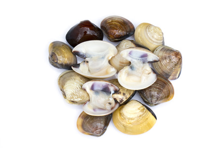 Image of Fresh enamel venus shell (Meretrix lyrata) isolated on white background,. Meretrix shell is...