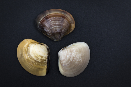 Image of Fresh enamel venus shell (Meretrix lyrata) on black background,. Meretrix shell is a genus...