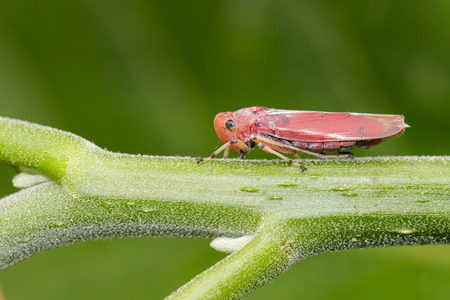 Image of red leafhopper (Bothrogonia sp.,Cicadellidae/Homoptera) on green branches. Insect. Animal