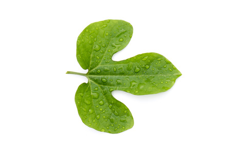 Image of green leaf on white background. Nature.の写真素材