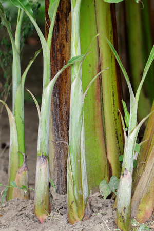 Group of a banana tree in garden in thailand.の写真素材