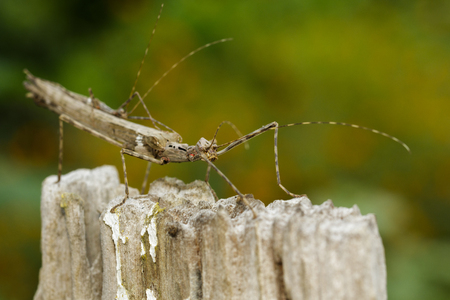 Image of a siam giant stick insect and stick insect baby on dried stump. Insect Animal.