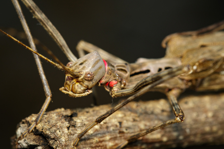Image of a siam giant stick insect and stick insect baby on dry branches. Insect Animal.