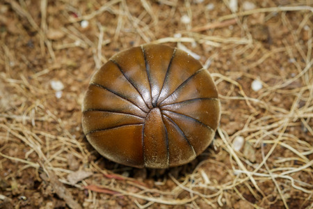Image of pill millipede(Oniscomorpha) on the floor. Insect. Animal.の写真素材