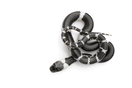 Image of little snake (Lycodon laoensis) on white background.
