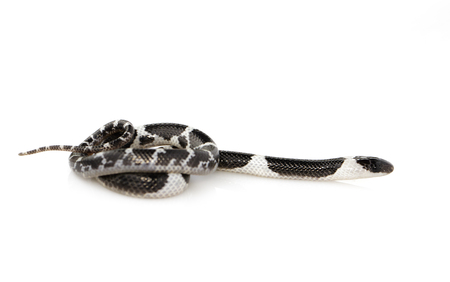Image of little snake (Lycodon laoensis) on white background.
