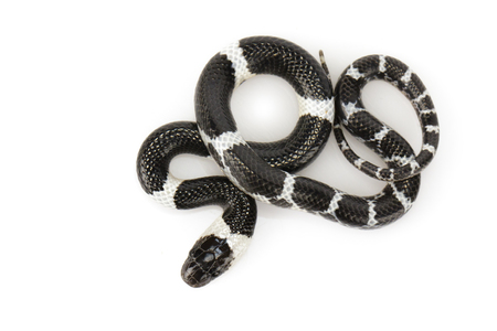 Image of little snake (Lycodon laoensis) on white background.の写真素材