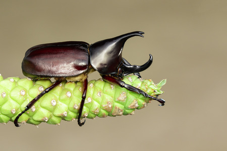 Image of dynastinae on nature