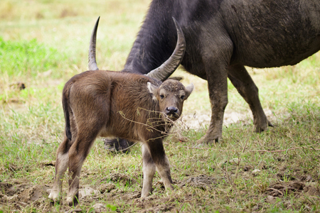 Image of buffalo mother and little buffalo on the naturalの写真素材
