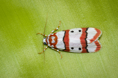 Image of Butterfly Moth (Cyana coccinea) on green leaves. Insect. Animal.の写真素材