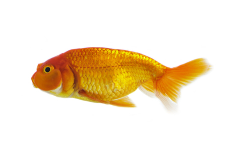 Image of goldfish isolated on white background . Animal. Pet.の写真素材