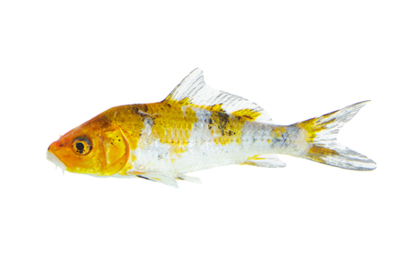 Image of colorful koi fish on white background . Animal. Pet.の写真素材