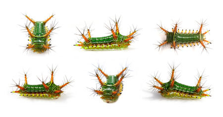 Group of Stinging Nettle Slug Caterpillar (Cup Moth, Limacodidae)