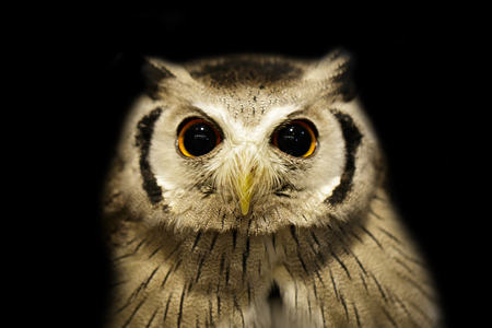 Image of an owl on blackの写真素材