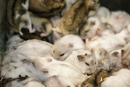 Image of hamster is sleeping together. Pet. Animals.の写真素材