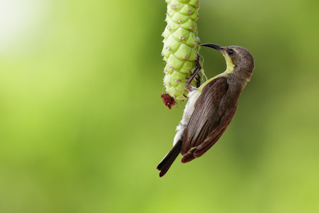 Image of purple sunbird (Female) on a branch on natureの写真素材