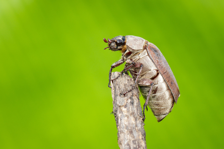Image of cockchafer (Melolontha melolontha) on a branch on a naturalの写真素材