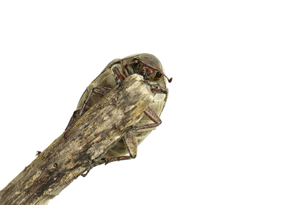 Image of cockchafer (Melolontha melolontha) on a branch on whiteの写真素材