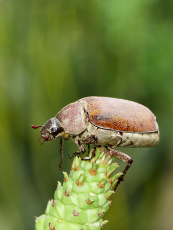 Image of cockchafer (Melolontha melolontha) on a branch on a naturalの写真素材