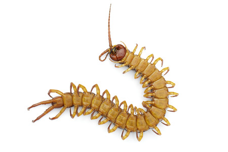 Image of dead centipedes or chilopoda isolated on whiteの写真素材