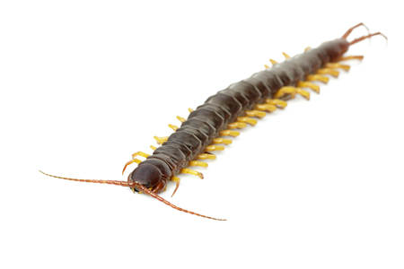 Image of centipedes or chilopoda isolated on whiteの写真素材