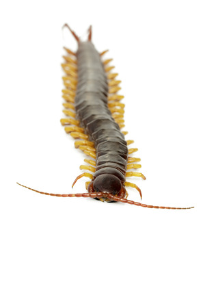 Image of centipedes or chilopoda isolated on whiteの写真素材
