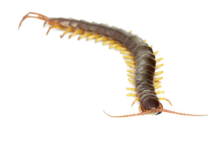 Image of centipedes or chilopoda isolated on whiteの写真素材