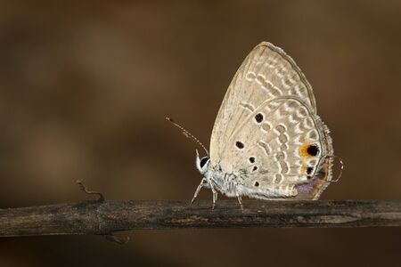 Image of plain cupid butterfly(Chilades pandava) on brown branch on a natural background. Insect. Animal.の写真素材
