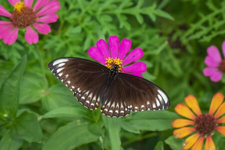 Image of common indian crow(Euploea core layardi) is sucking nectar from flowers on a natural...