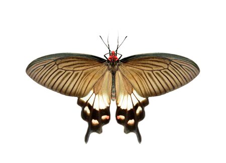 Image of female great mormon butterfly (Papilio polytes) isolated on white background. Insect. Animals.の写真素材