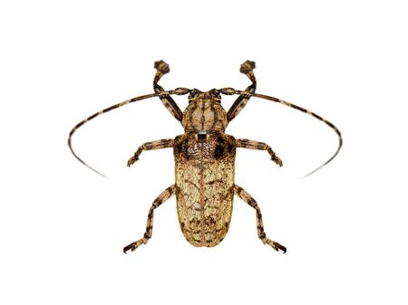 Image of Moechotypa beetle(Longhorn) isolated on white background. Insect. Animals.の写真素材