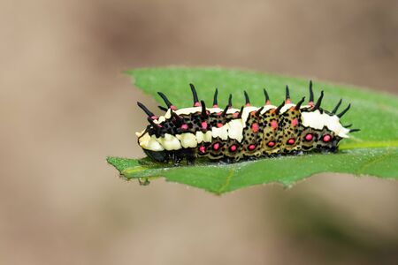 Image of Caterpillars of common mime on green leaves on a natural background. Insect. Animal.