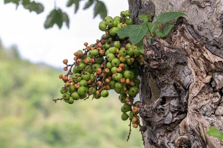 Image of green wild fig fruit on tree. Valuable fruit in Thailand. Group green small figs. Ficus...