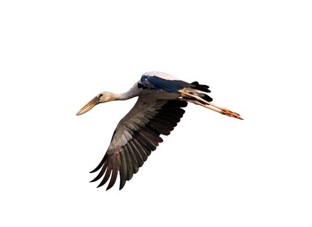 Image of Asian Openbill stock flying on white background. Bird. Animal.の写真素材