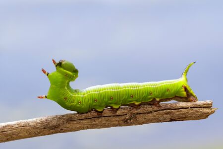 Image of Green Caterpillars of Moth on the branches on a natural background. Insect. Animal.
