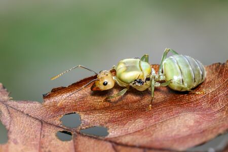 Image of the queen of ants on brown leaf.の写真素材