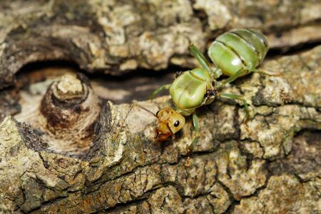 Image of the queen of ants on tree.の写真素材