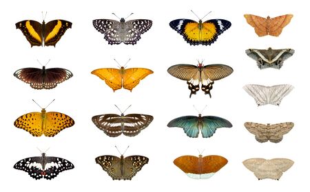 Group of colorful butterfly and moth isolated on a whiteの写真素材