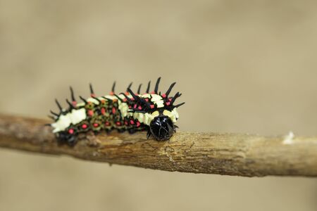 Image of caterpillars of common mime on the branches on a naturalの写真素材