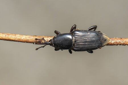 Image of banana root borer (Cosmopolites sordidus) on the branches on a natural
